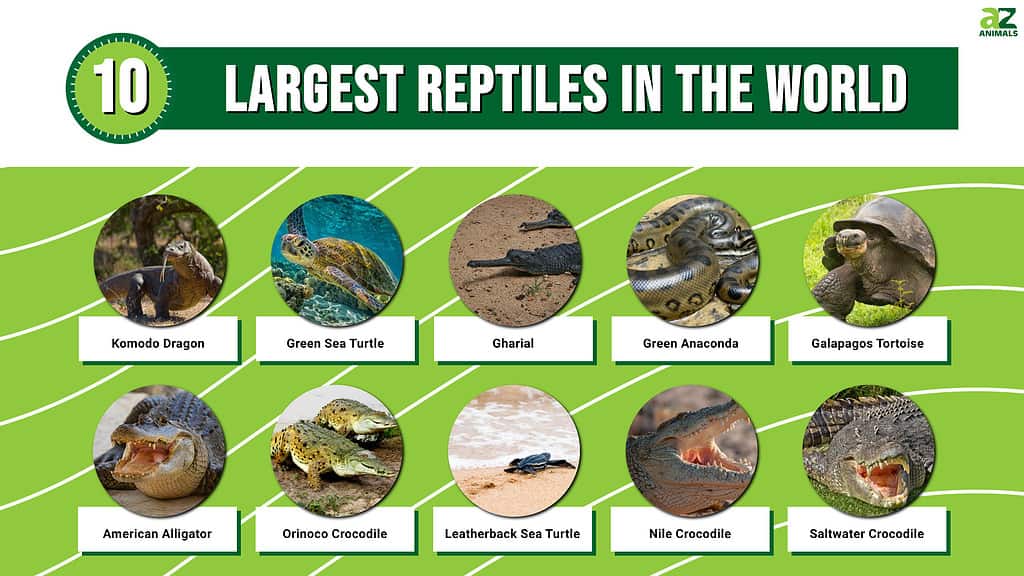 10 Examples Of Reptiles