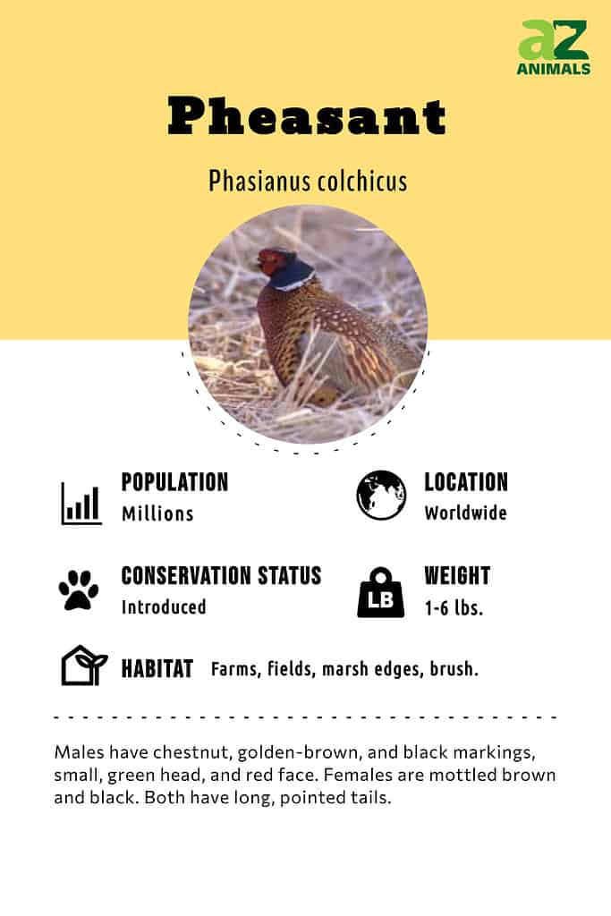 Pheasant Bird Facts  Phasianus Colchicus - A-Z Animals