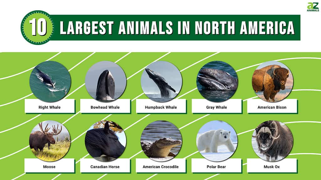 Infographic of the 10 Largest Animals in North America