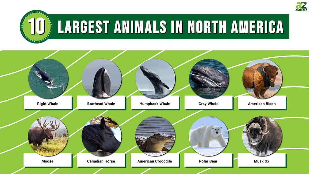 The 10 Largest Animals in North America AZ Animals