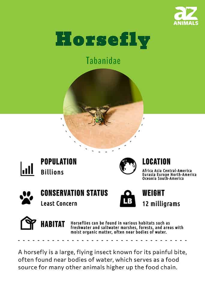 Horsefly Insect Facts - A-Z Animals