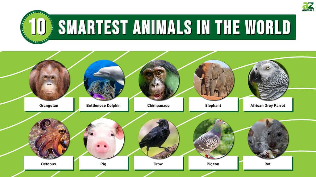 Infographic of the 10 Smartest Animals in the World
