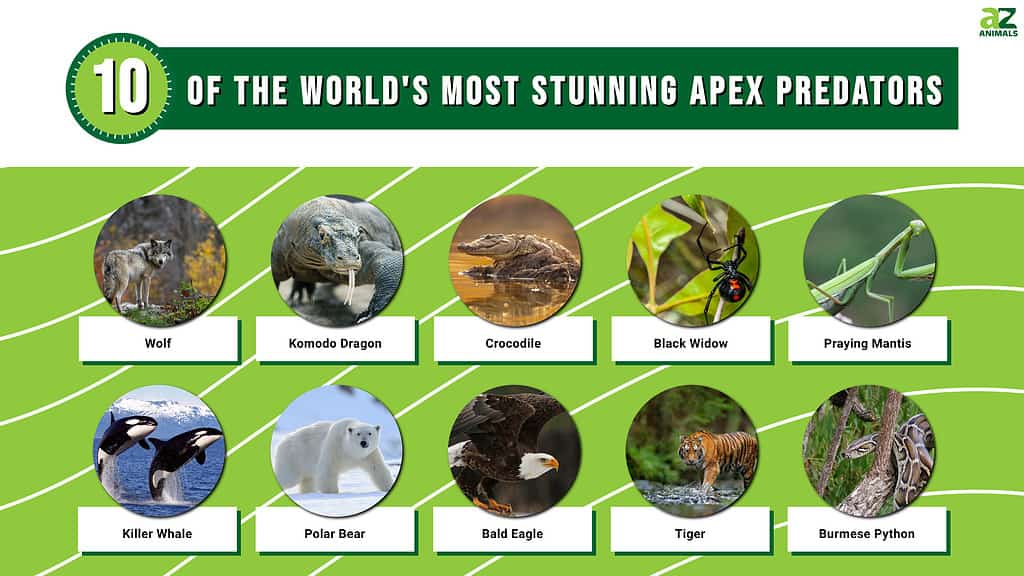 Infographic of 10 of the World's Most Stunning Apex Predators