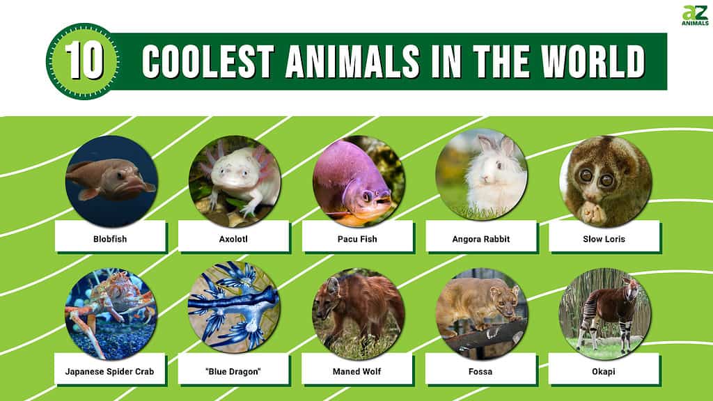 Infographic of the 10 Coolest Animals in the World