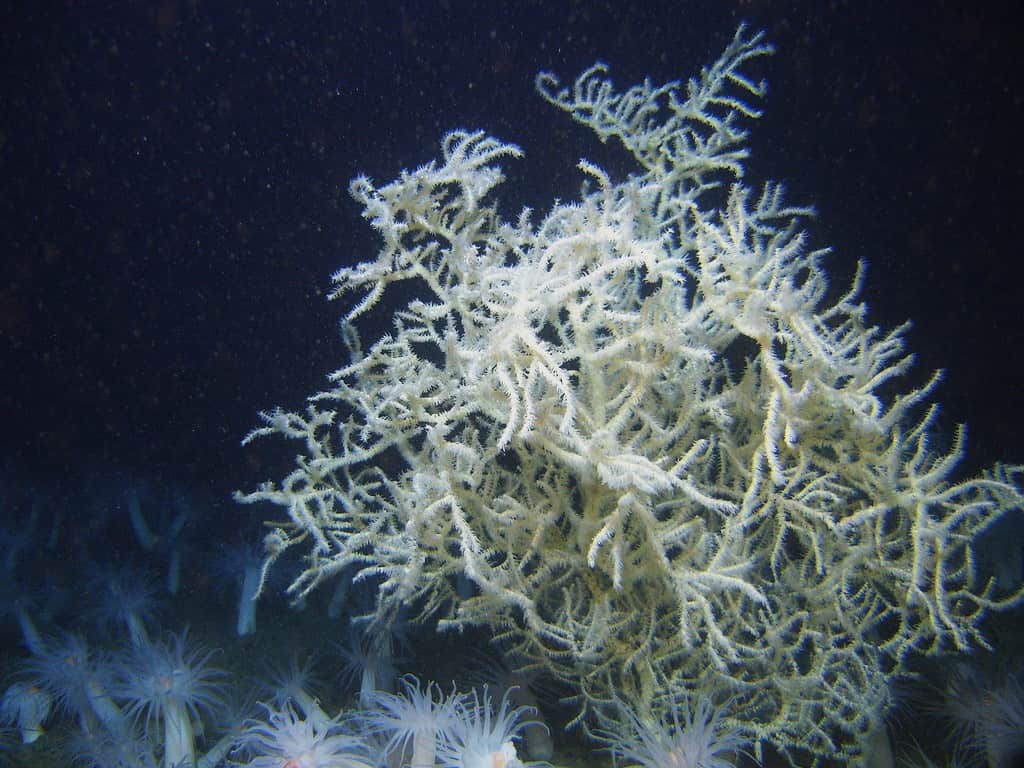 Leiopathes glaberrima, a black coral species