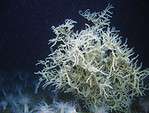 The black coral species Leiopathes glaberrima is the oldest living coral on earth.