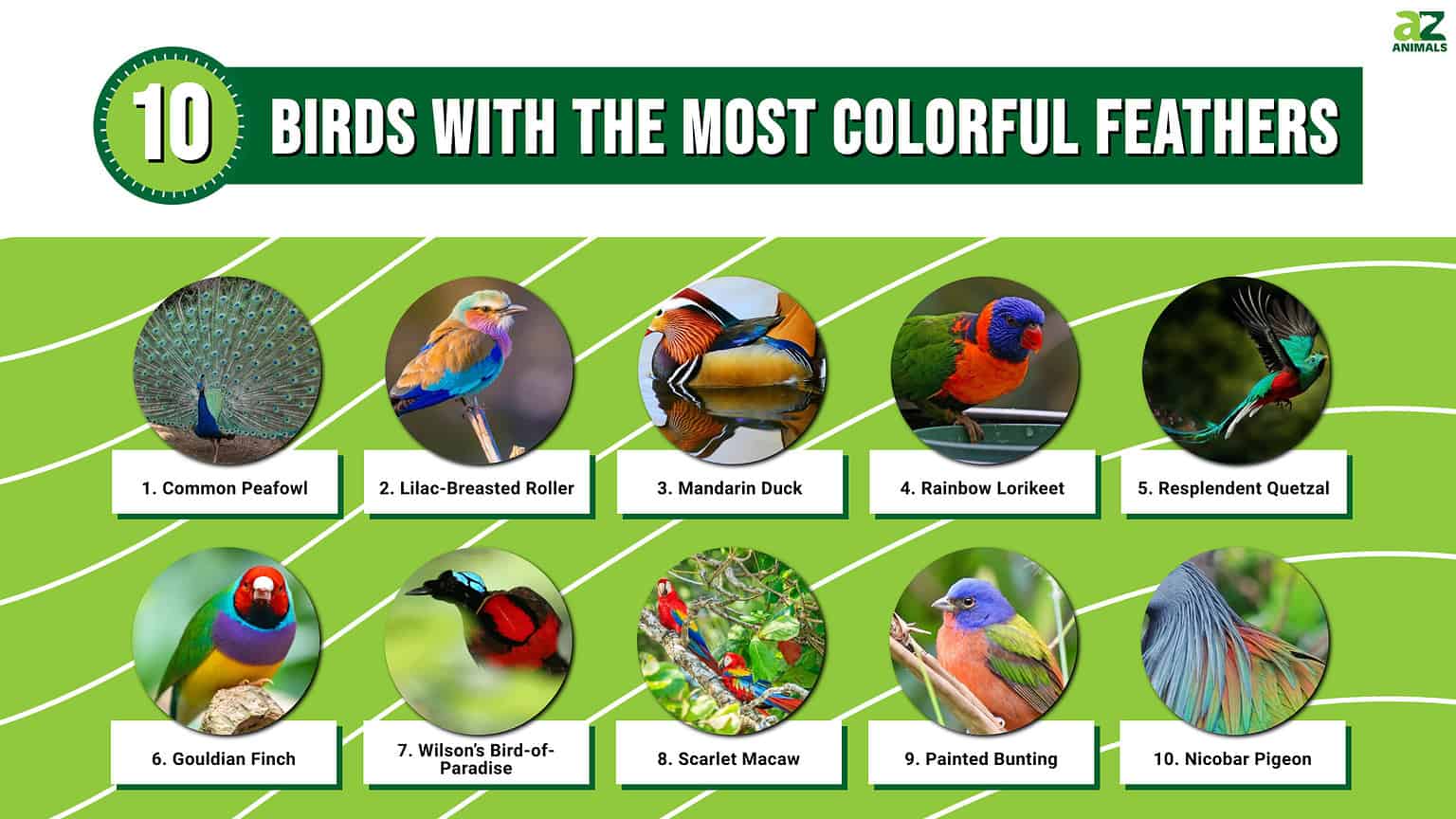 10 Birds with the Most Colorful Feathers - A-Z Animals