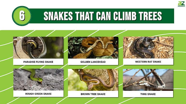 6 Snakes That Can Climb Trees (And Enjoy It!) - A-Z Animals