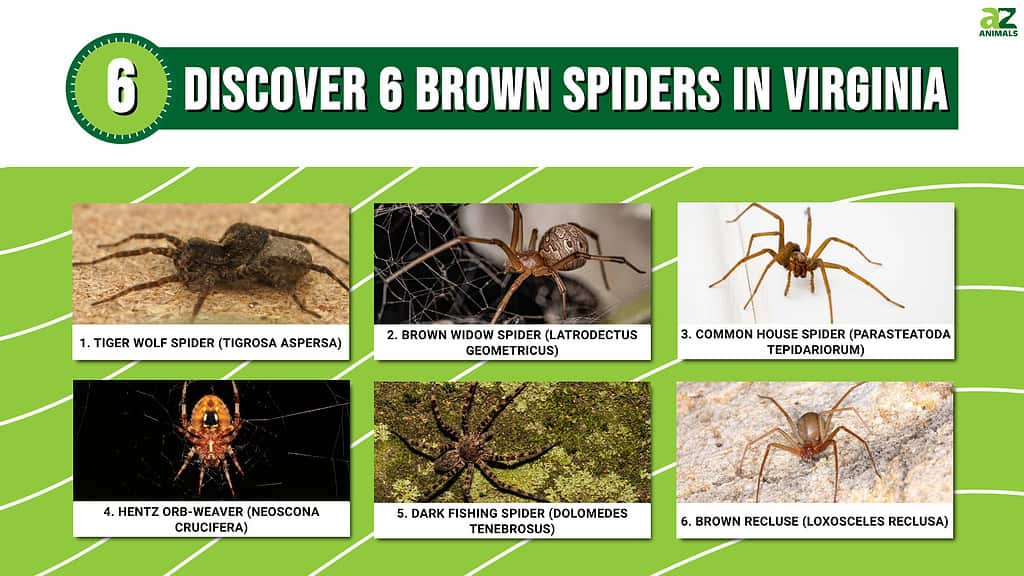 Discover 6 Brown Spiders in Virginia infographic