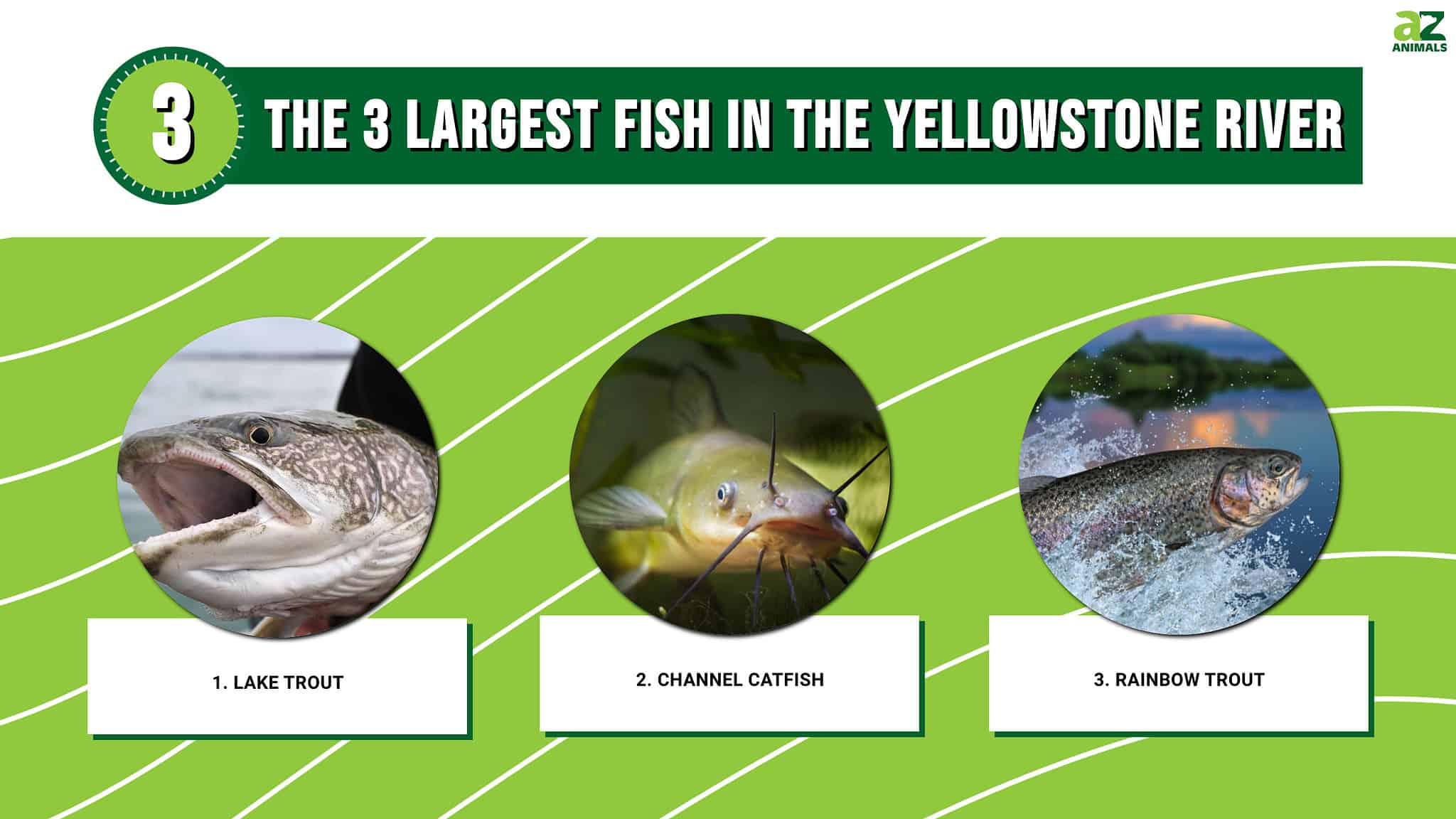 River Monsters! Discover the 3 Largest Fish in the Yellowstone River ...