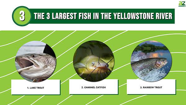 River Monsters! Discover the 3 Largest Fish in the Yellowstone River ...