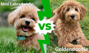 Mini Labradoodle vs. Goldendoodle Picture