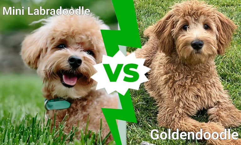 Mini Labradoodle vs. Goldendoodle