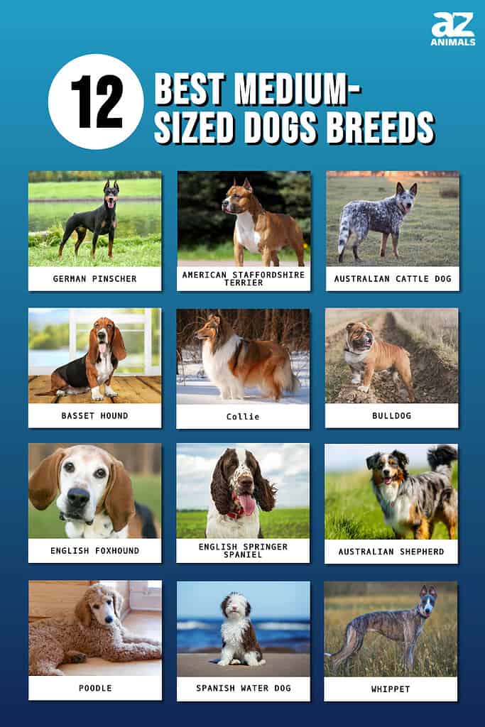 25 Smart Dog Breeds Easy to Train Quickly & Good for First Time Owners