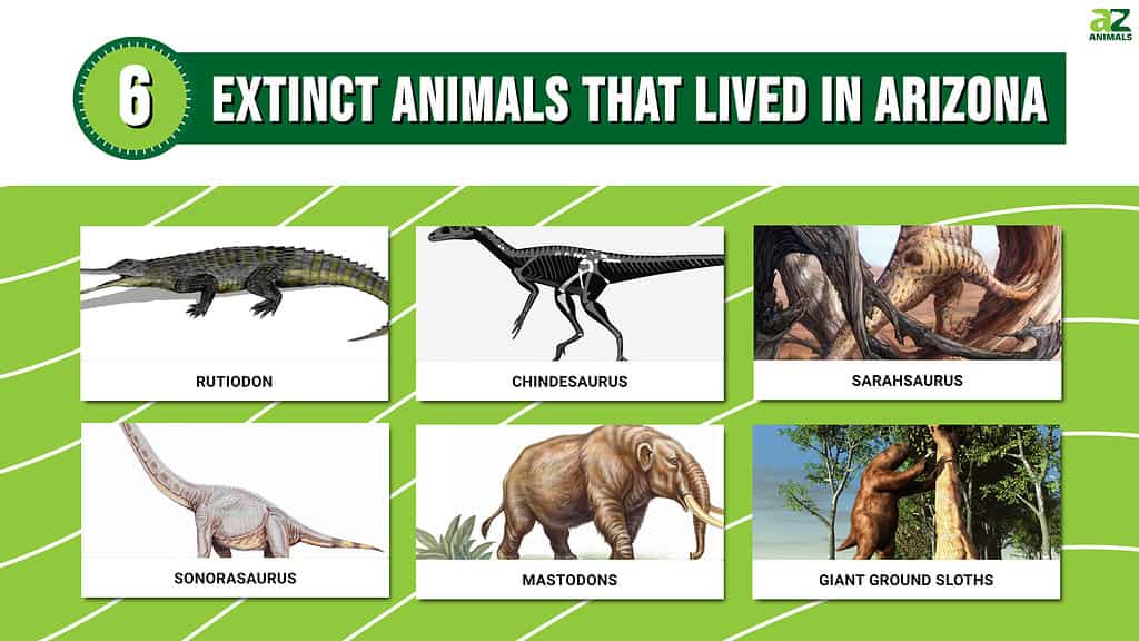 Infographic showing six extinct animals that once lived in Arizona.