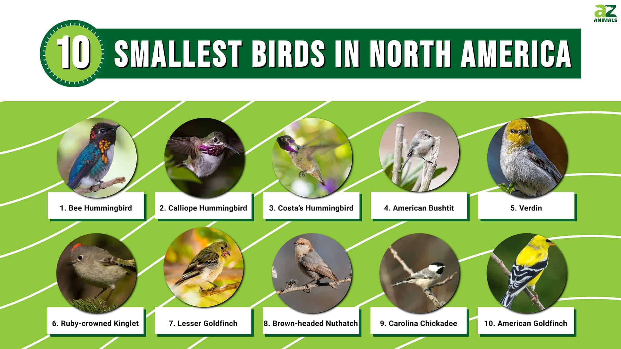 The Top 10 Smallest Birds In North America AZ Animals