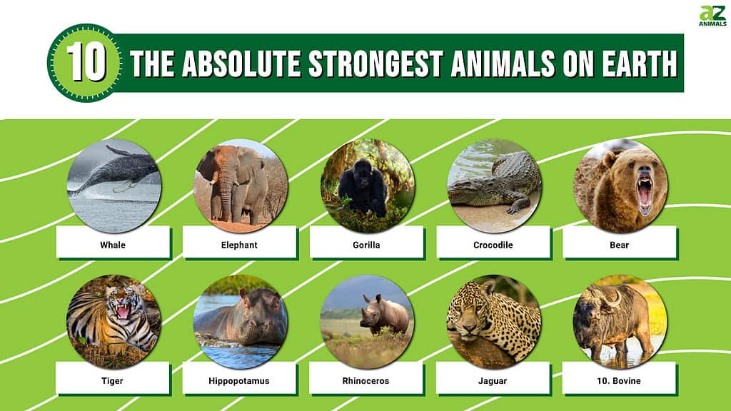 Who is the strongest animal in the jungle?