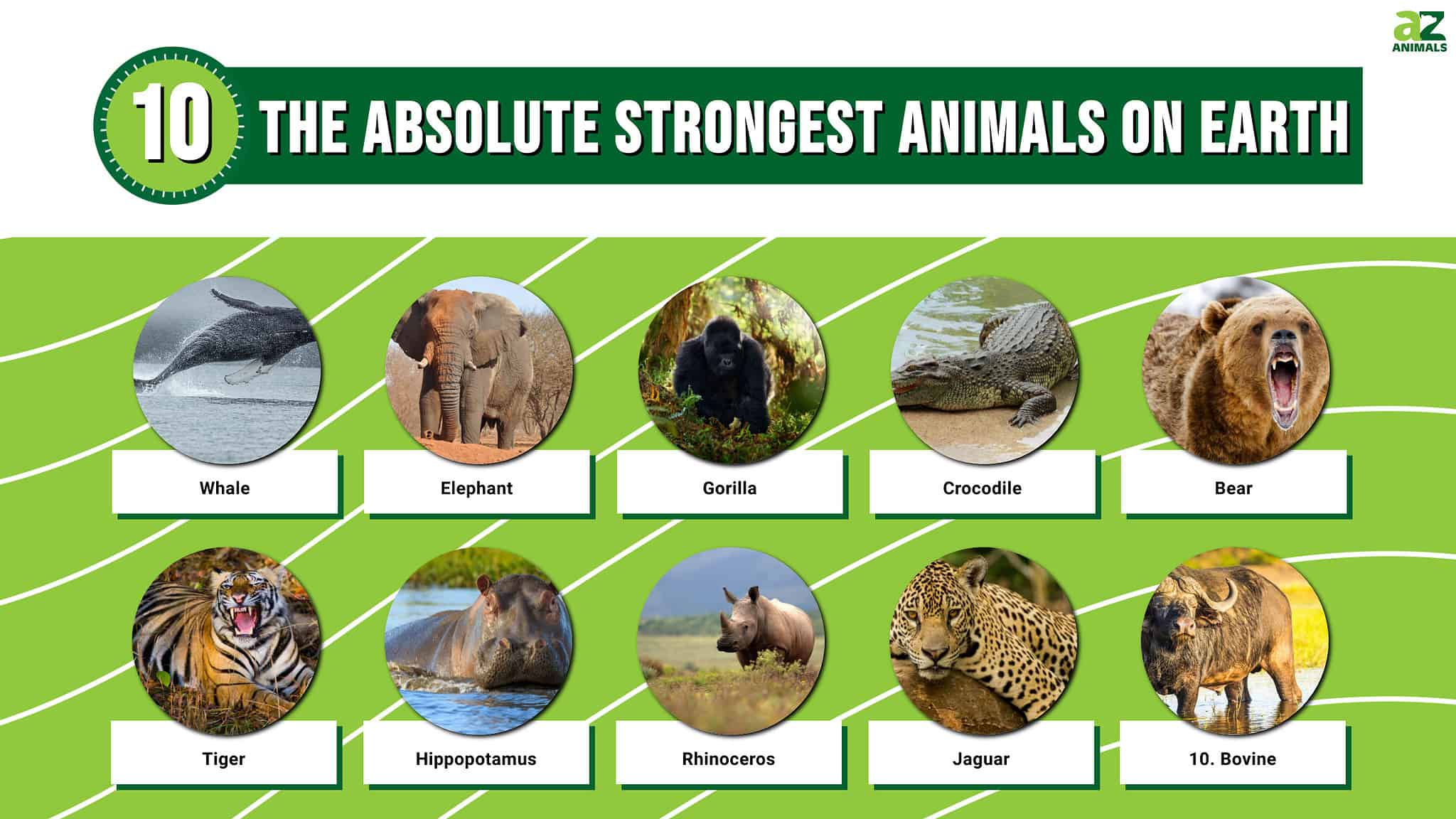 The 10 Absolute Strongest Animals On Earth: Pure Force From Land To Sea ...