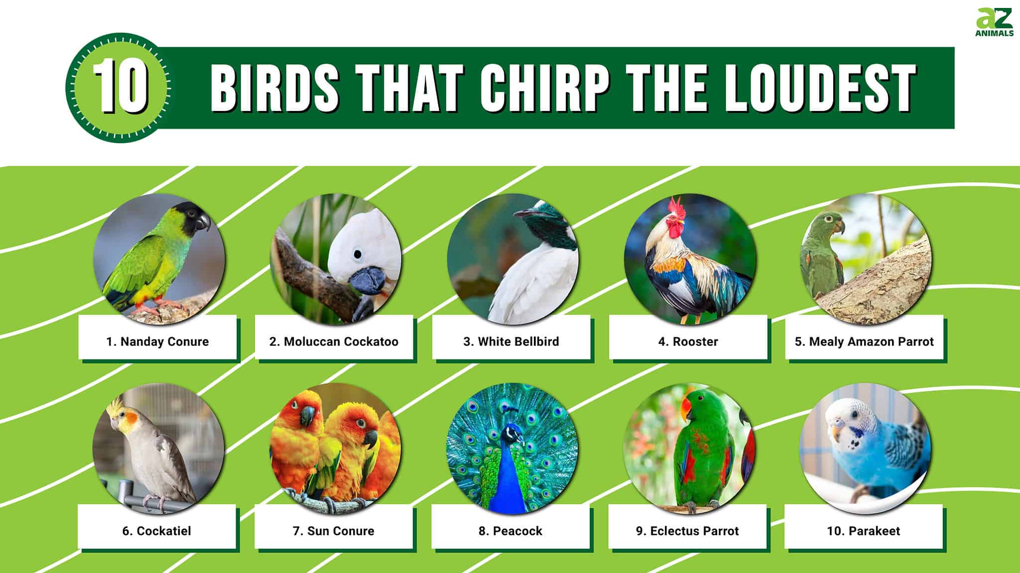 10 Birds That Chirp The Loudest - A-Z Animals