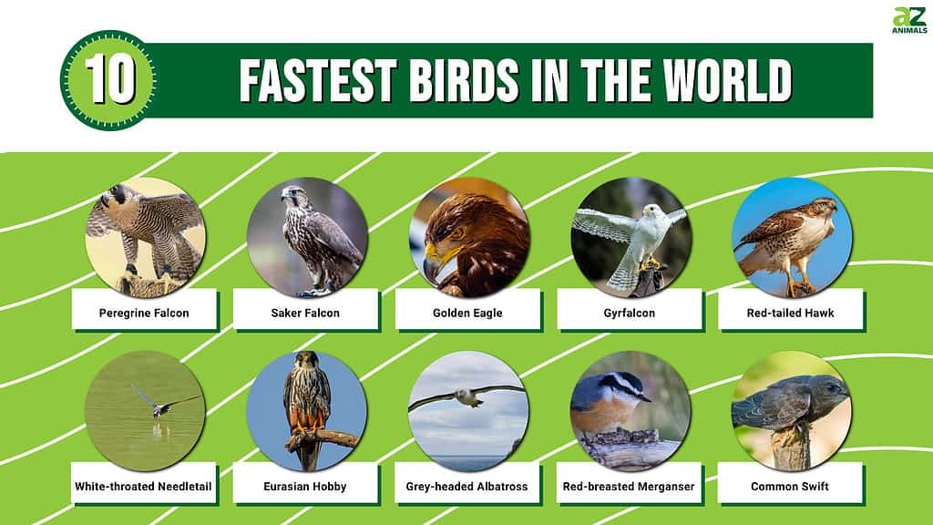 The 10 Fastest Birds Soaring Today's Skies - A-Z Animals