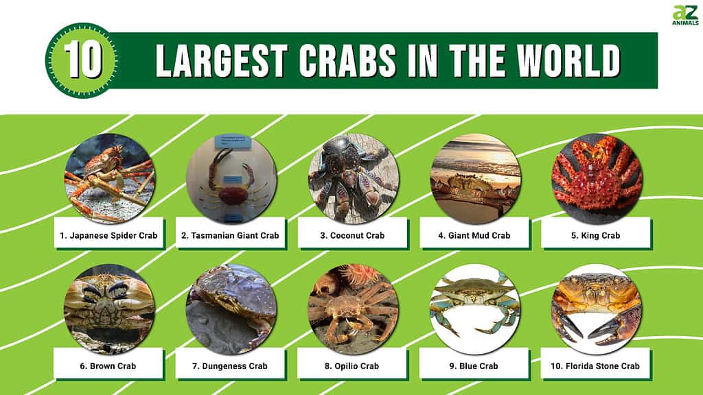 japanese spider crab size comparison