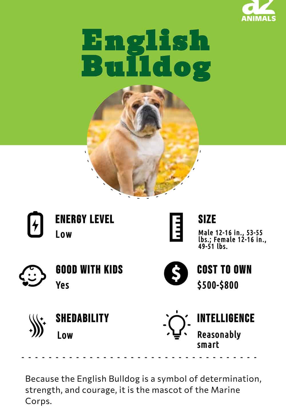 Bulldog (English Bulldog): Dog Breed Characteristics & Care