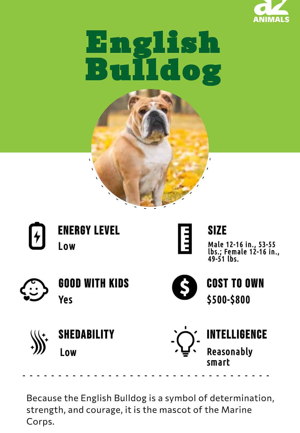 English Bulldog (character, nutrition, care)