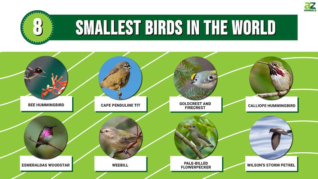 Infographic of the 8 smallest birds in the world.