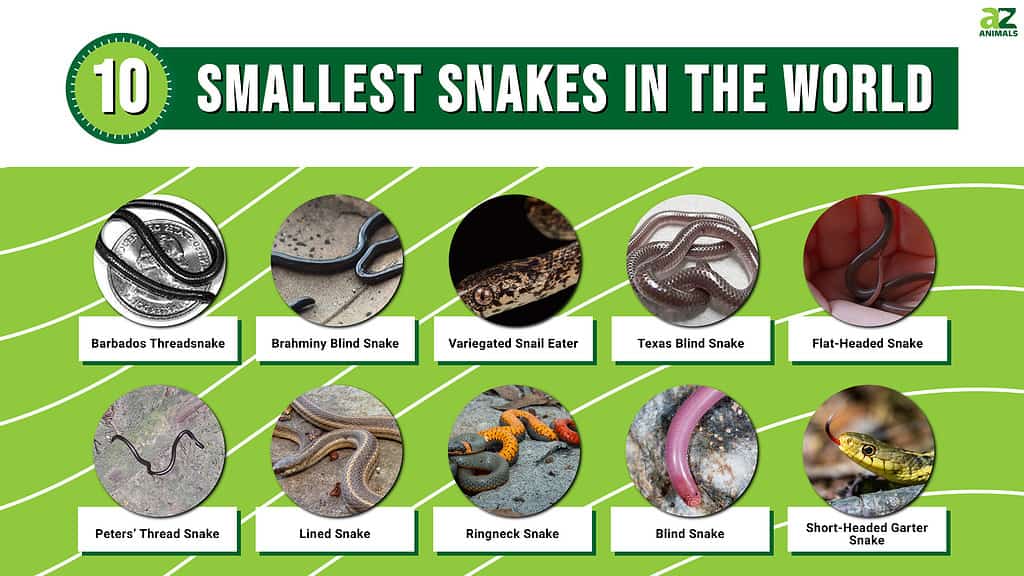 Infographic of the 10 Smallest Snakes in the World