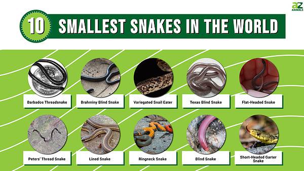 Top 10 Smallest Snakes in the World - A-Z Animals