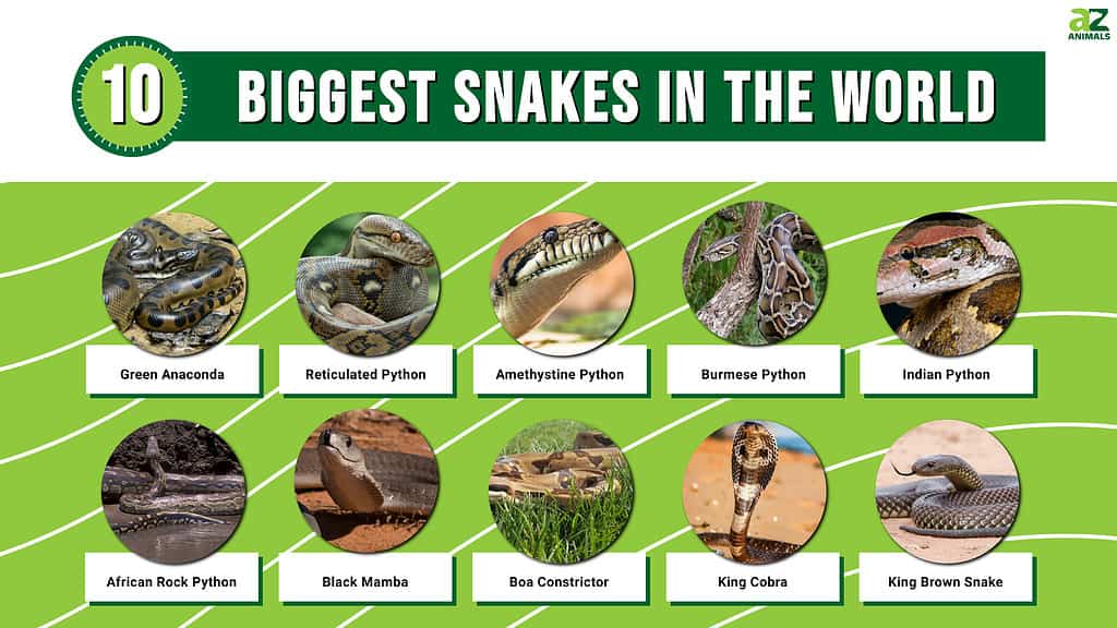 Infographic of the 10 Biggest Snakes in the World
