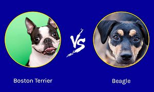 Cutest Dogs in the World: Boston Terrier Vs. Beagle Picture