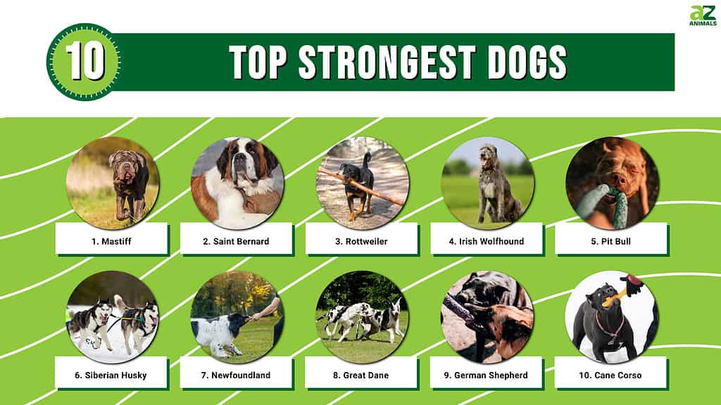strongest dogs in the world top 10