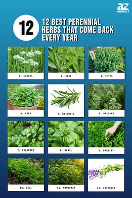 The 12 Best Perennial Herbs That Come Back Every Year - A-Z Animals