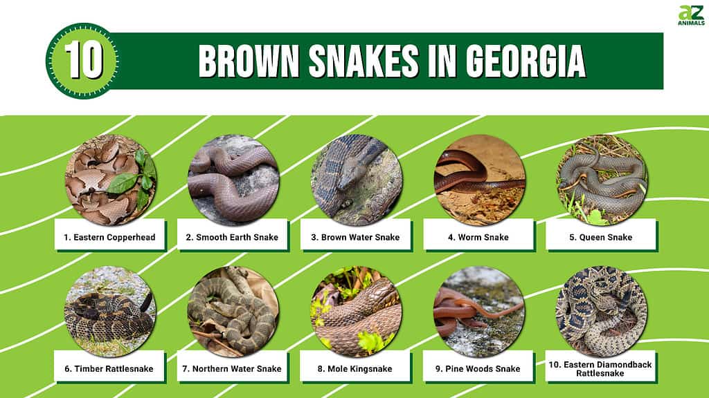 10 Brown Snakes In Georgia - A-Z Animals