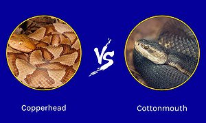 Mississippi Melee: Who Wins in a Copperhead vs Cottonmouth Fight in the Magnolia State? Picture