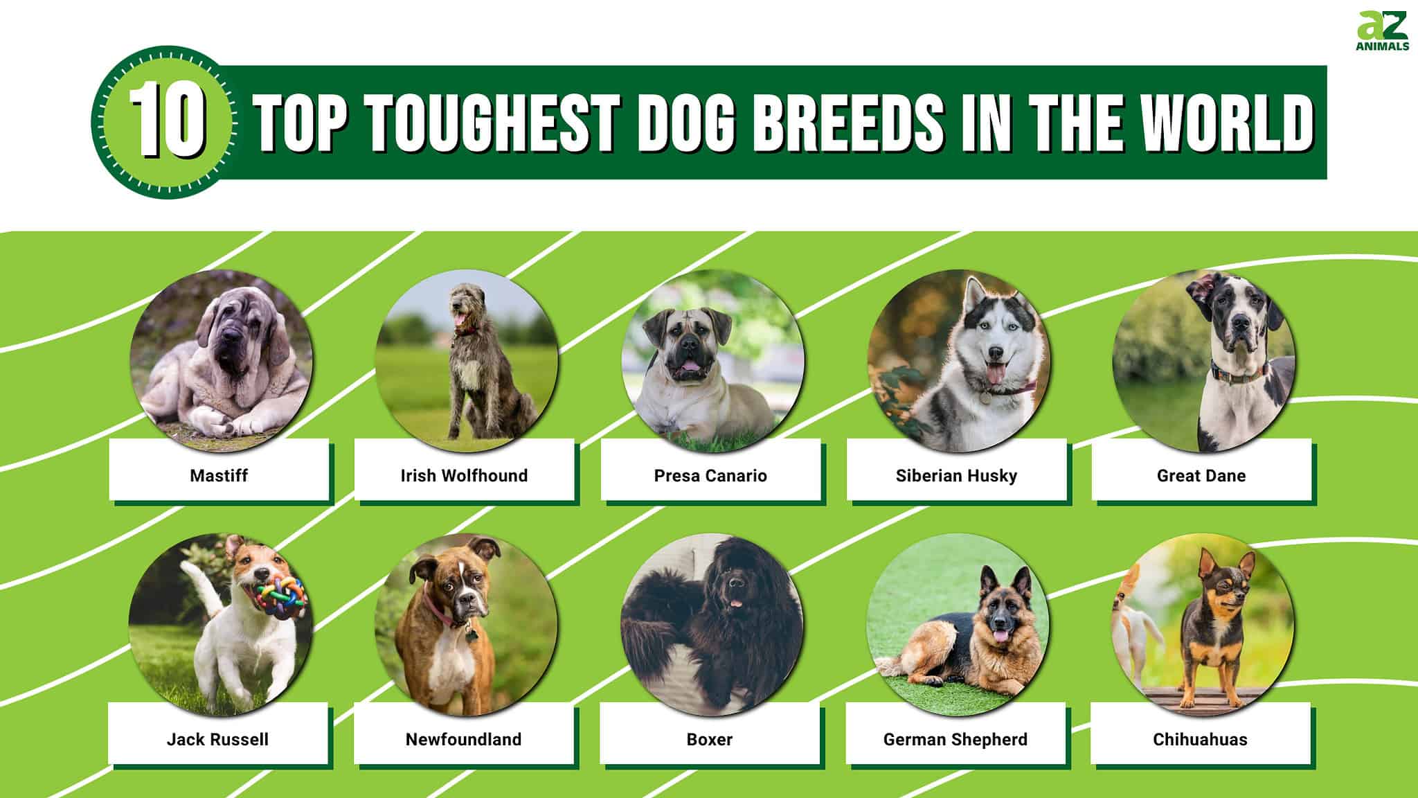 top-10-toughest-dog-breeds-in-the-world-a-z-animals