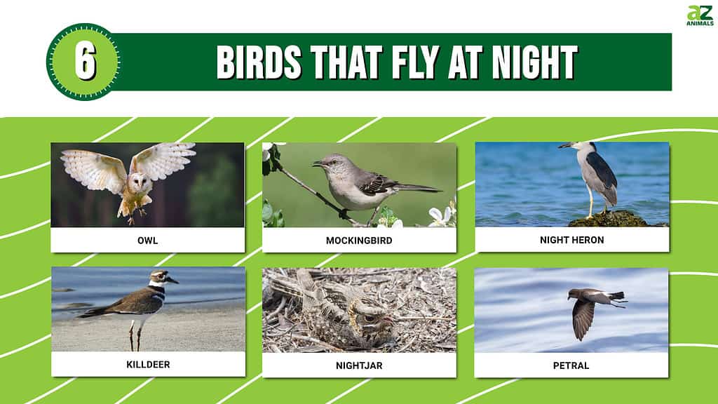 do-birds-fly-at-night-with-pictures-bestbirdguide