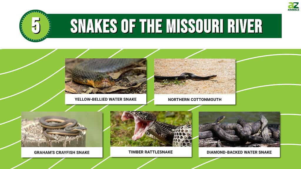 Infographic showing five snakes that live near the Missouri River.