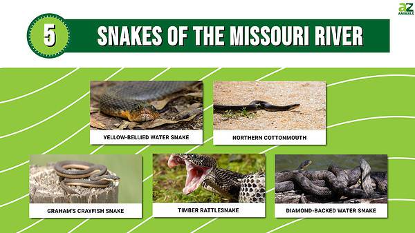 Meet 5 Snakes of the Missouri River - A-Z Animals