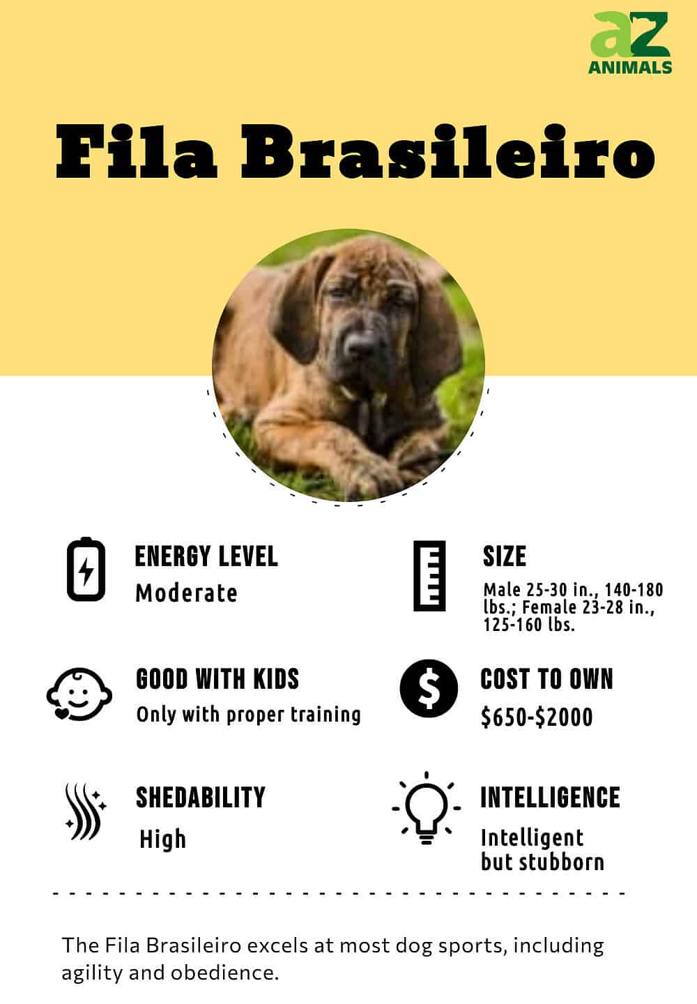 FILA BRASILEIRO Dog Breed 🔥 Characteristics, Care and MORE 