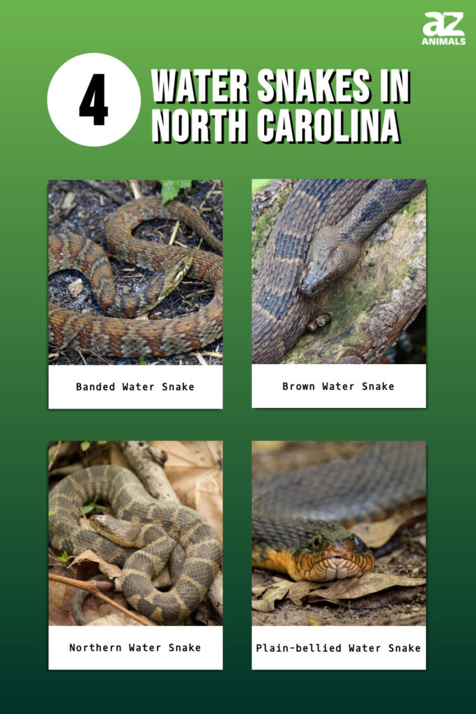 Infographic showing four water snakes that can be found in North Carolina.