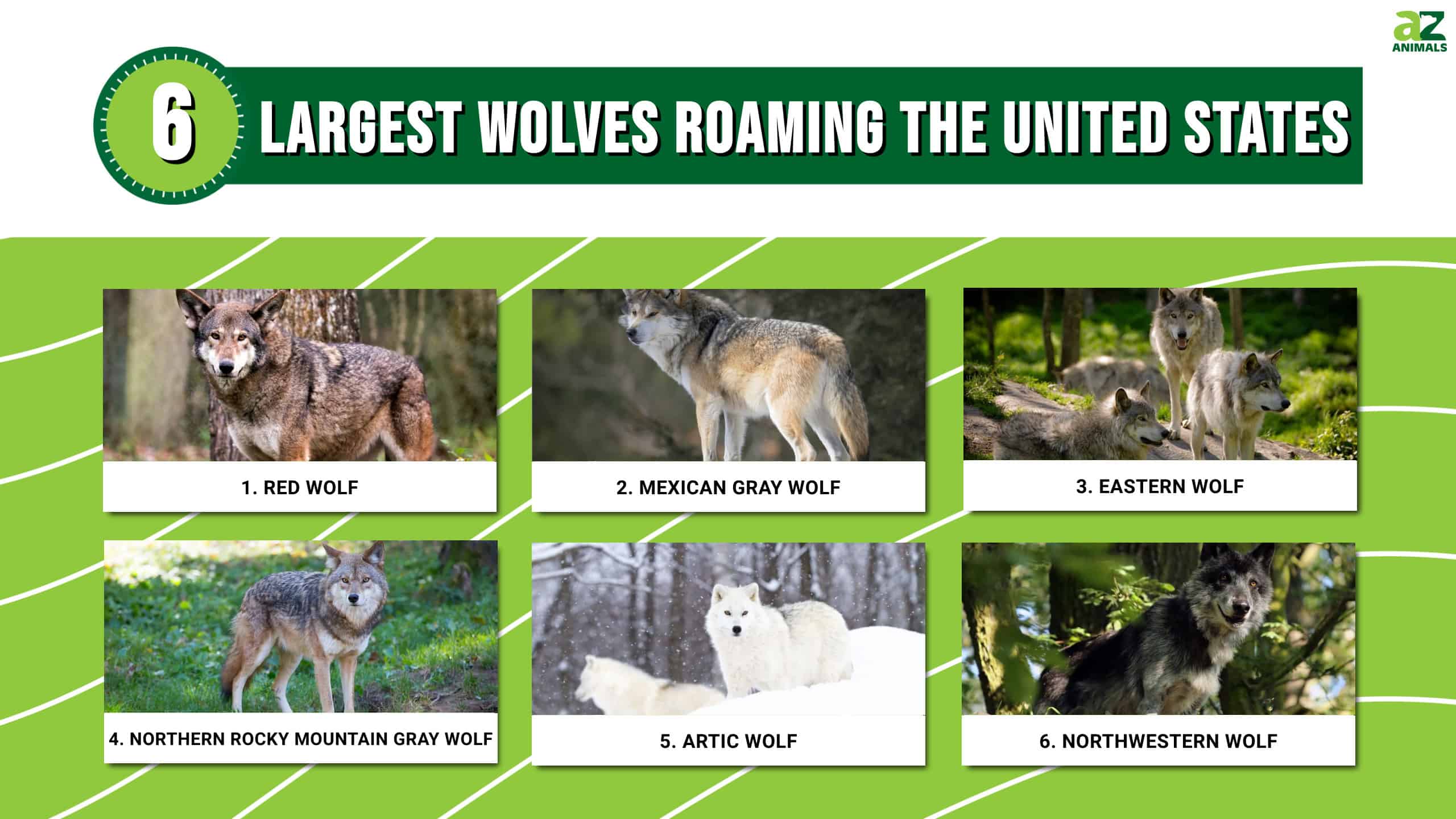 Biggest Wolf In The World