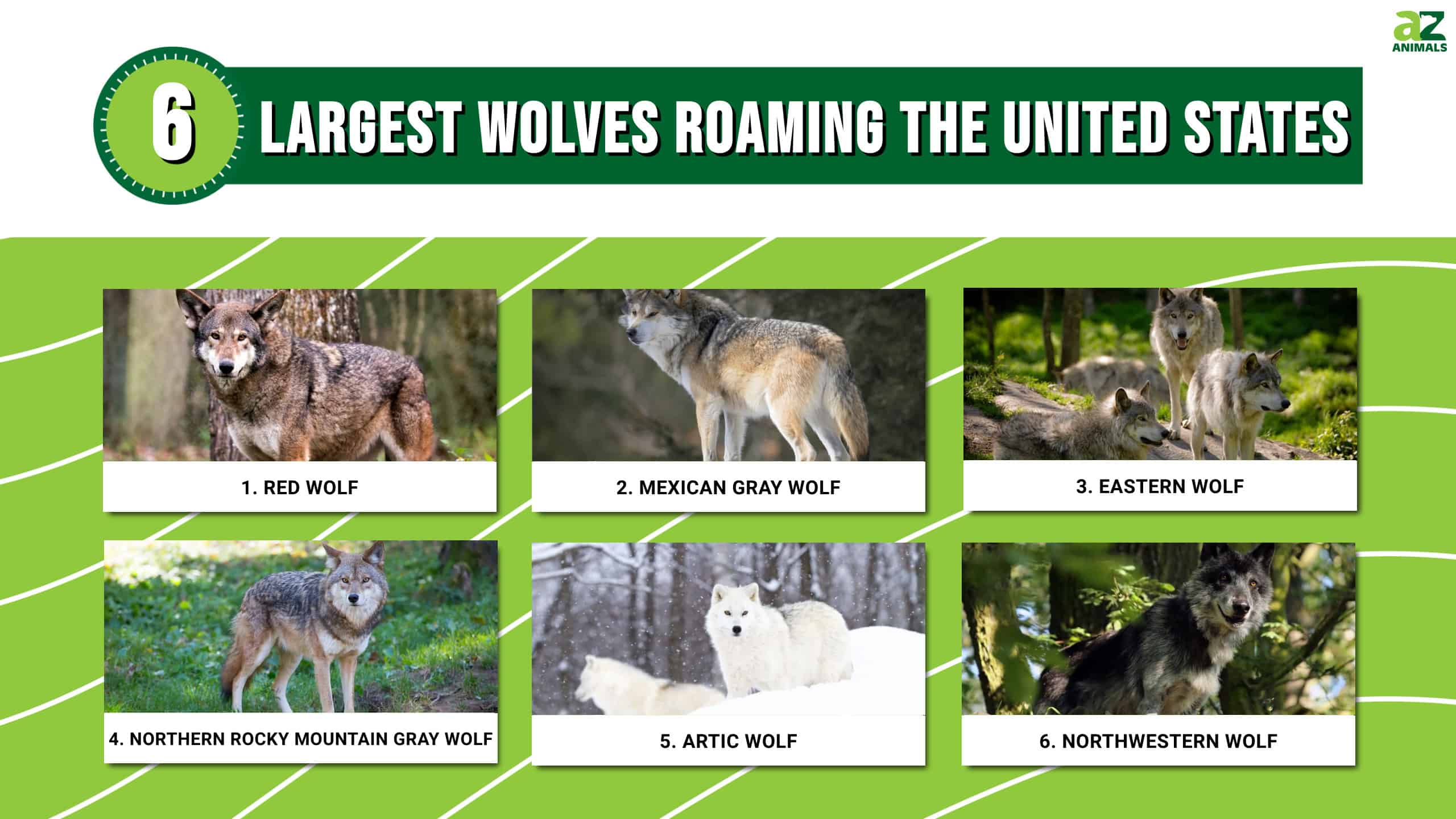 Discover The 6 Largest Wolves Roaming The United States - A-Z Animals