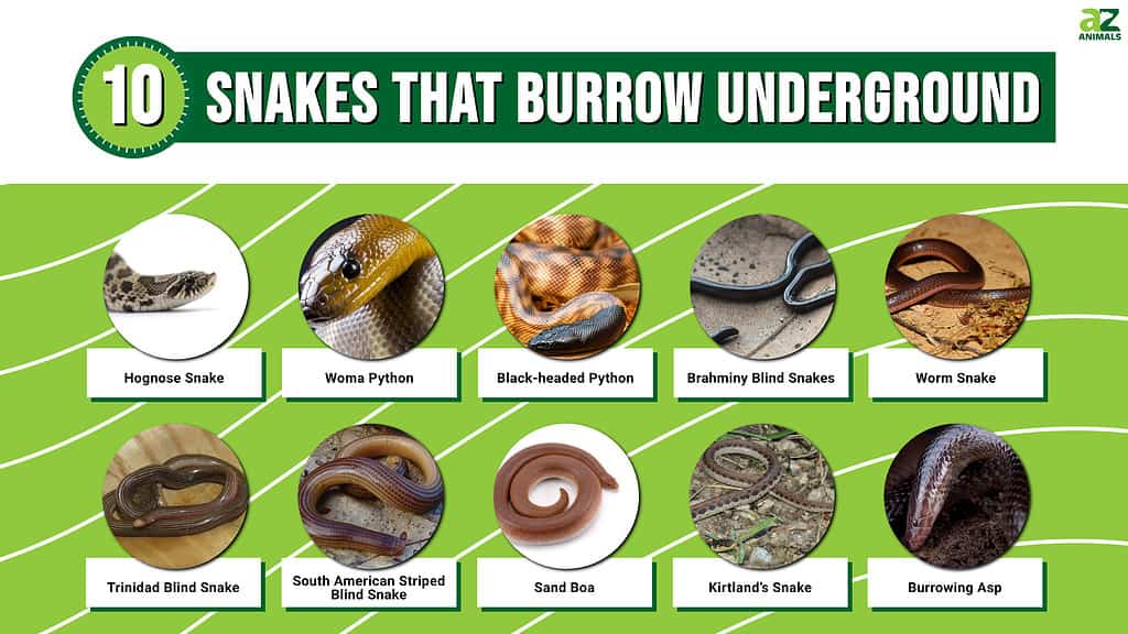 Pipe snake, Burrowing, Venomous, Non-Venomous