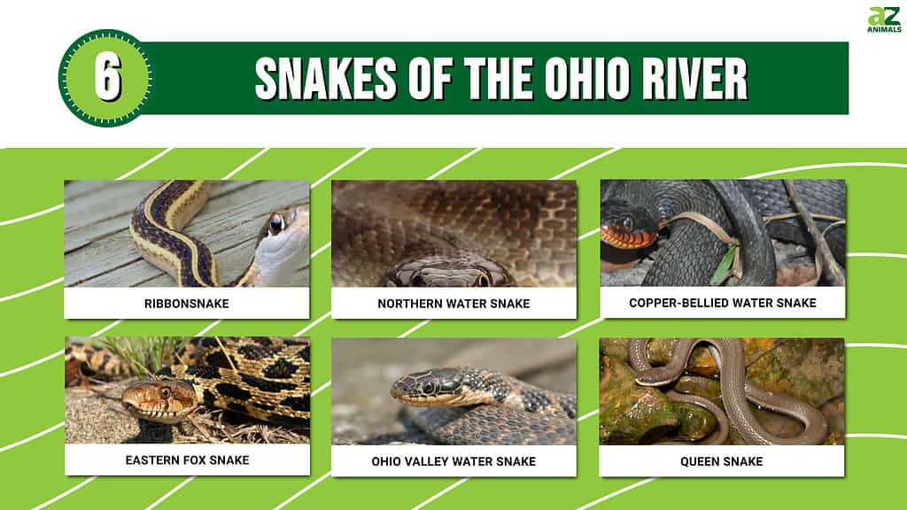 Infographic of six snakes that live near the Ohio River.