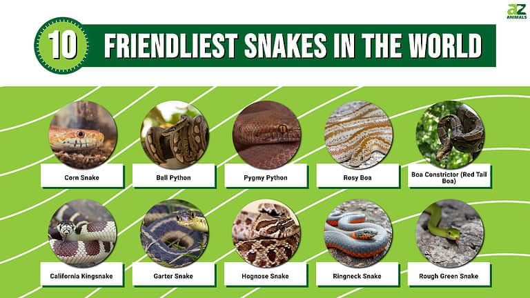 Would You Hug A Snake? Meet The 10 Friendliest Snakes In The World - AZ ...