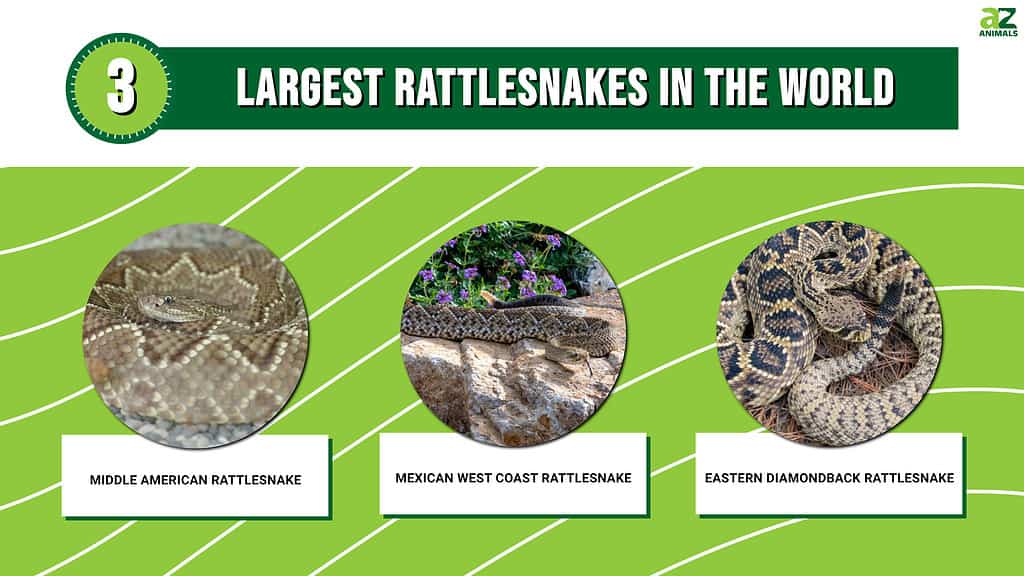 Infographic showing the three largest rattlesnakes in the world.