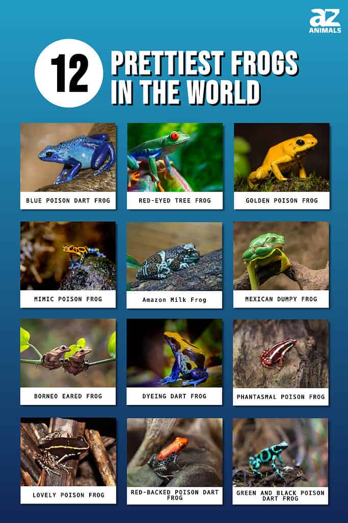 Infographic showing twelve of the prettiest frogs in the world.
