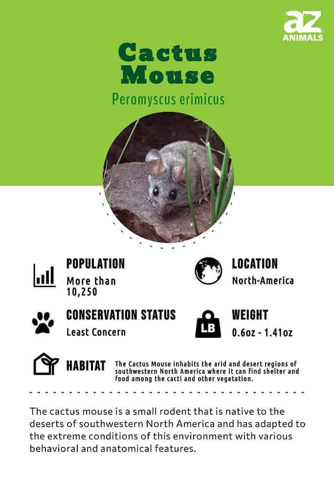 The cactus mouse is a small rodent that is native to the deserts of southwestern North America and has adapted to the extreme conditions of this environment with various behavioral and anatomical features.